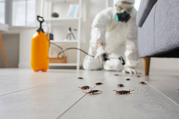 Post-Treatment Bed Bug Interceptor Monitoring in Belfair